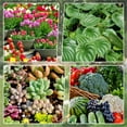 thumbnail image 7 of DwellJoy Advanced Liquid Plant Food for Potted Flowers & Indoor Plants - Fast-Acting Nutrient Boost for Lush Foliage & Big Blooms, Concentrated Fertilizer Formula for Healthy Growth, 7 of 7