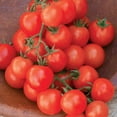 thumbnail image 2 of Burpee Organic Sweetie Tomato Seed, Annual Vegetable Seed, Full Sun, 2 of 5