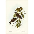 thumbnail image 2 of Gould, John 23x32 Gold Ornate Wood Framed with Double Matting Museum Art Print Titled - White-vented Wood Swallow-Artamus albiventris, 2 of 4