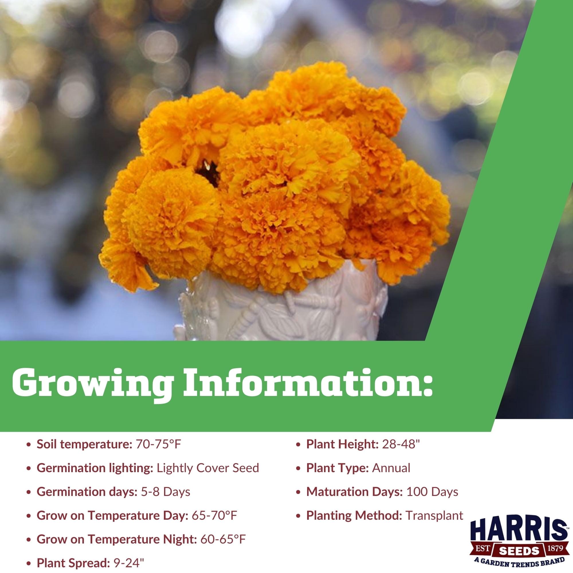 Harris Seeds - Marigold Coco Deep Gold Seeds - Big Bold Blooms - 250 Seeds