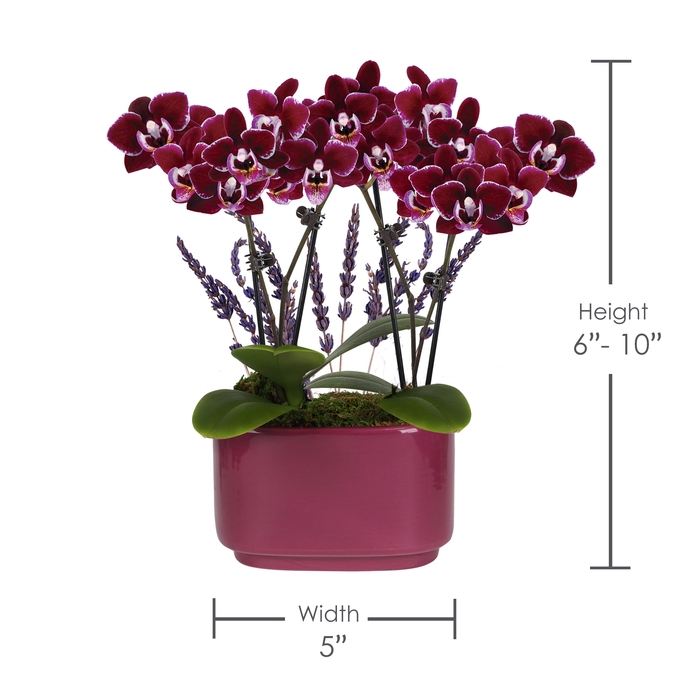4IN Mini Dark Purple Orchid Planter with Lavender – Purple Jan Pot