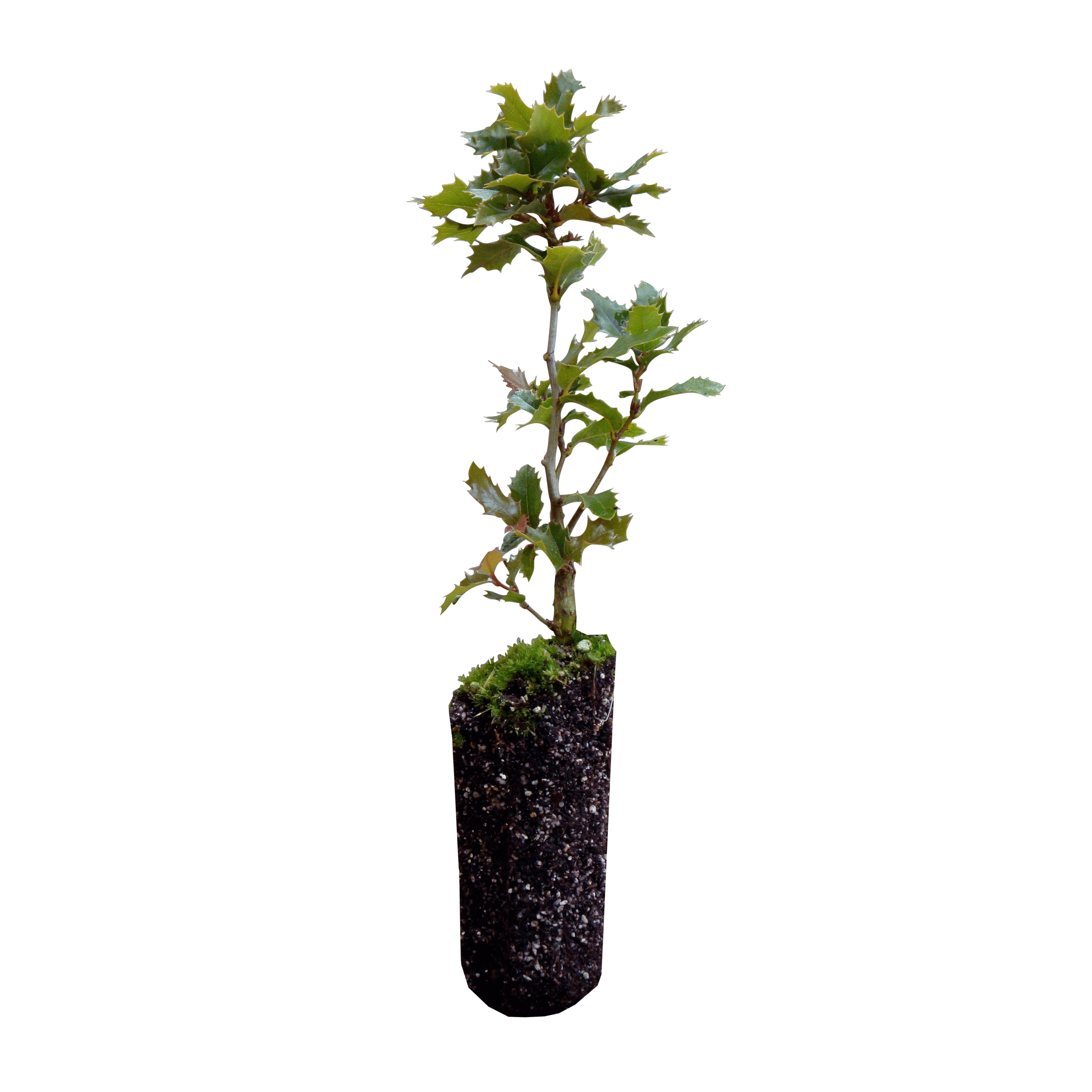 California Coast Live Oak Seedling for bonsai planting gardening starter per 5 