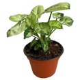 thumbnail image 1 of planta follajes mini 3 pulg, 1 of 7