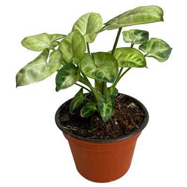 planta follajes mini 3 pulg