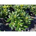 thumbnail image 3 of Gold Prinz Rhododendron, 3 of 3