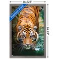 thumbnail image 2 of Tiger - Water Wall Poster, 22.375" x 34" Framed, 2 of 4