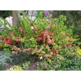thumbnail image 3 of Cameo Flowering Quince ( chaenomeles ) - Live Plant ( 1 QT ) - Full Sun - Late Winter Blooms, 3 of 6