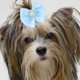 thumbnail image 4 of Milisten 30Ud Elasticas Para De Mascotas Para Perros Accesorios De, 4 of 6