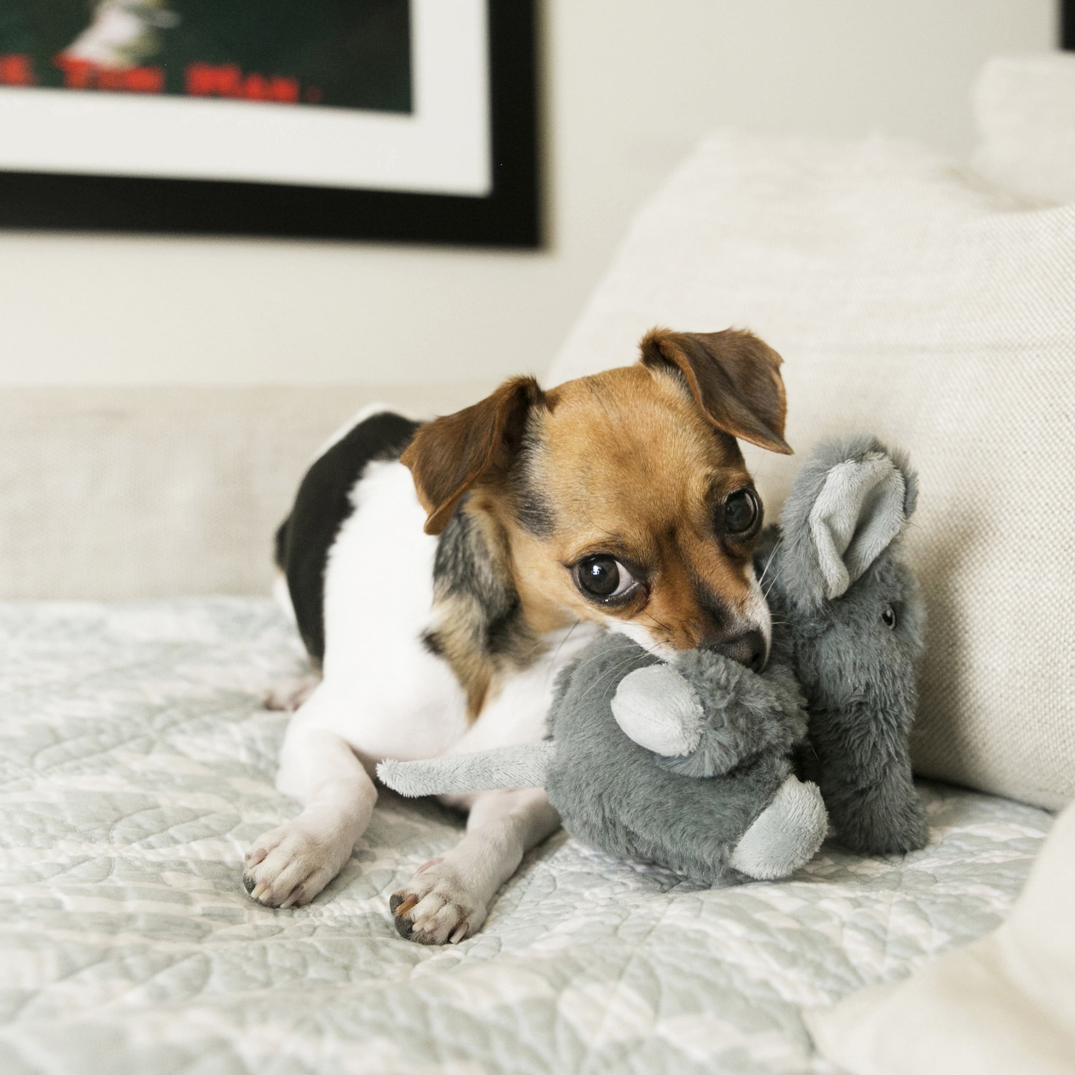 KONG® Comfort Kiddos Dog Toy, Removable Squeaker, Elephant, Extra Small
