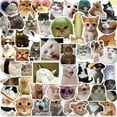 thumbnail image 2 of Pegatinas de gatos adorables para decorar maletas, guitarras y cuadernos, 2 of 8