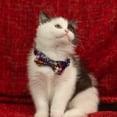 thumbnail image 2 of HAHDAXIA Collier Gyapet pour Chats Animaux de Compagnie à Dégagement Rapide avec Clochette Nœud Papillon Floral Nœud Détachable Ajustable Sécurité Chiot 2 Pcs Bleu Marine et Rouge, 2 of 6