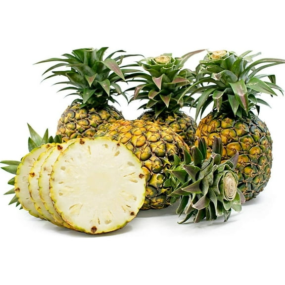 Sugarloaf Pineapple Plant 4-7" Tall for Planting, Pineapple Plant, Ananas Comosus, Tropical Fruit Plant, Outdoor Garden