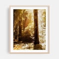 thumbnail image 2 of Redwood Forest - Mill Valley California Photography Forest Nature Woodland Wilderness Scenic Autumn Mystical Unframed Wall Art Print 36 x 48 inches, 2 of 13