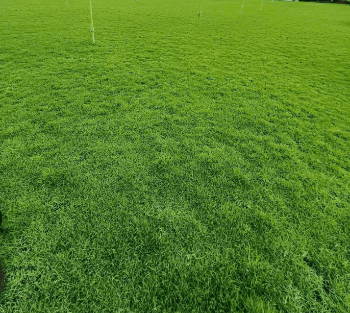 10.000 Zoysia Emerald Grass Seeds for Lawn, Zoysia Grass Lawngrass Seeds Emerald Zoysia Ornamental Grasses Seed