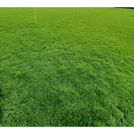 4.000 Zoysia Emerald Grass Seeds for Lawn, Zoysia Grass Lawngrass Seeds Emerald Zoysia Ornamental Grasses Seed