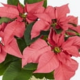 thumbnail image 3 of Holiday Time 1.68QT Pink Poinsettia Live Plant in Decorative Pot Cover, Indirect Sunlight, 3 of 7