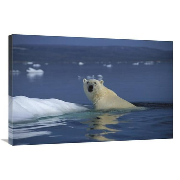 24 x 36 in. Polar Bear Swimming, Wager Bay, Canada Art Print - Flip Nicklin