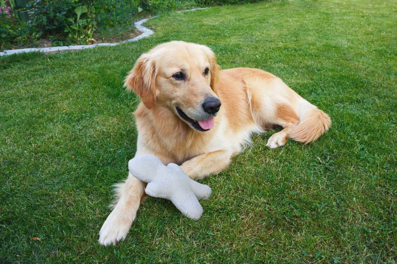 Penn-Plax Soft Fleece Plush Squeaker Dog Toy - Durable, Interactive, and Chew-Resistant for All Breeds - Ideal for Fetch and Cuddling"