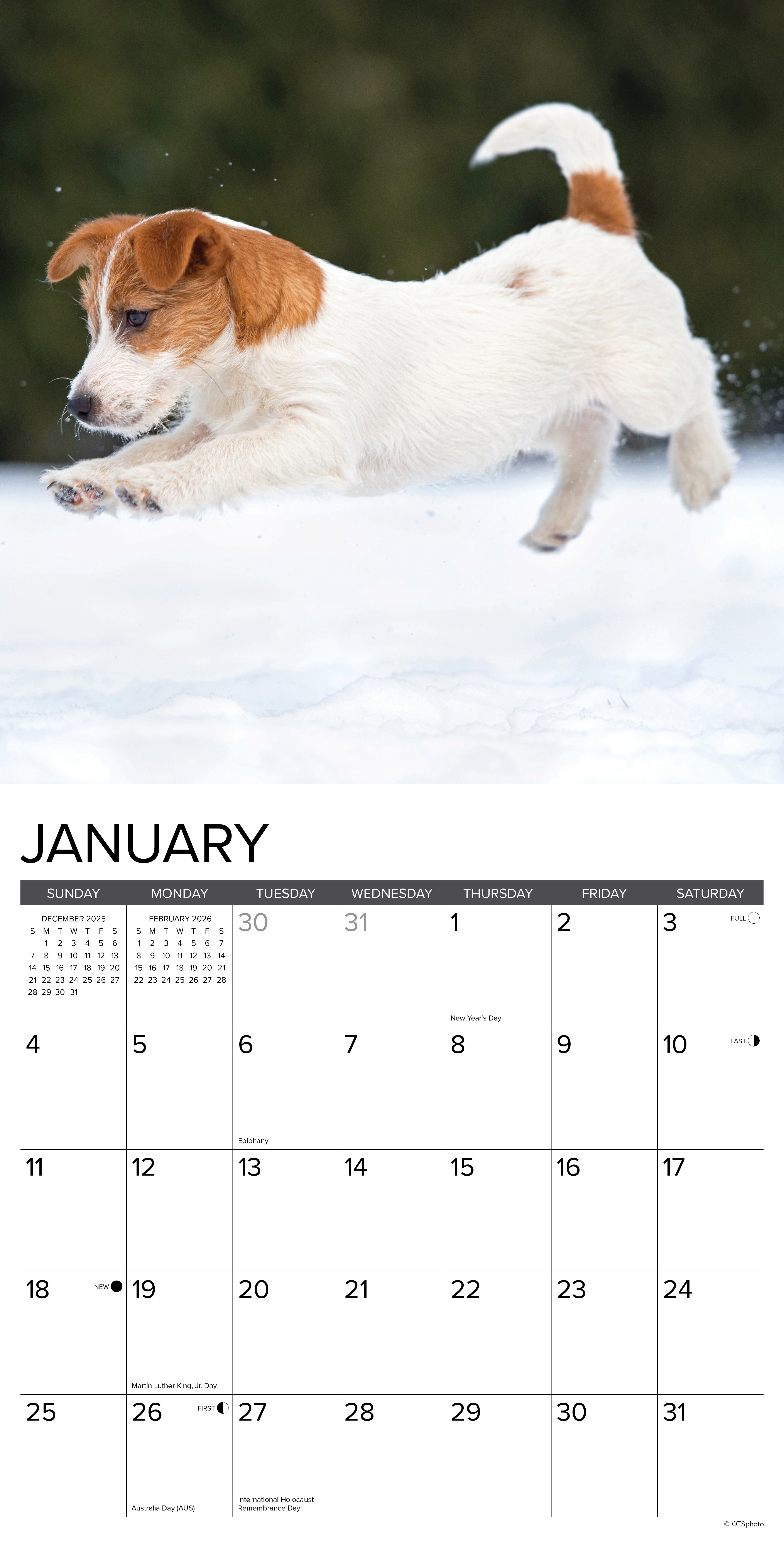 Jack Russell Puppies 2026 12 X 12 Wall Calendar, (Hardcover)