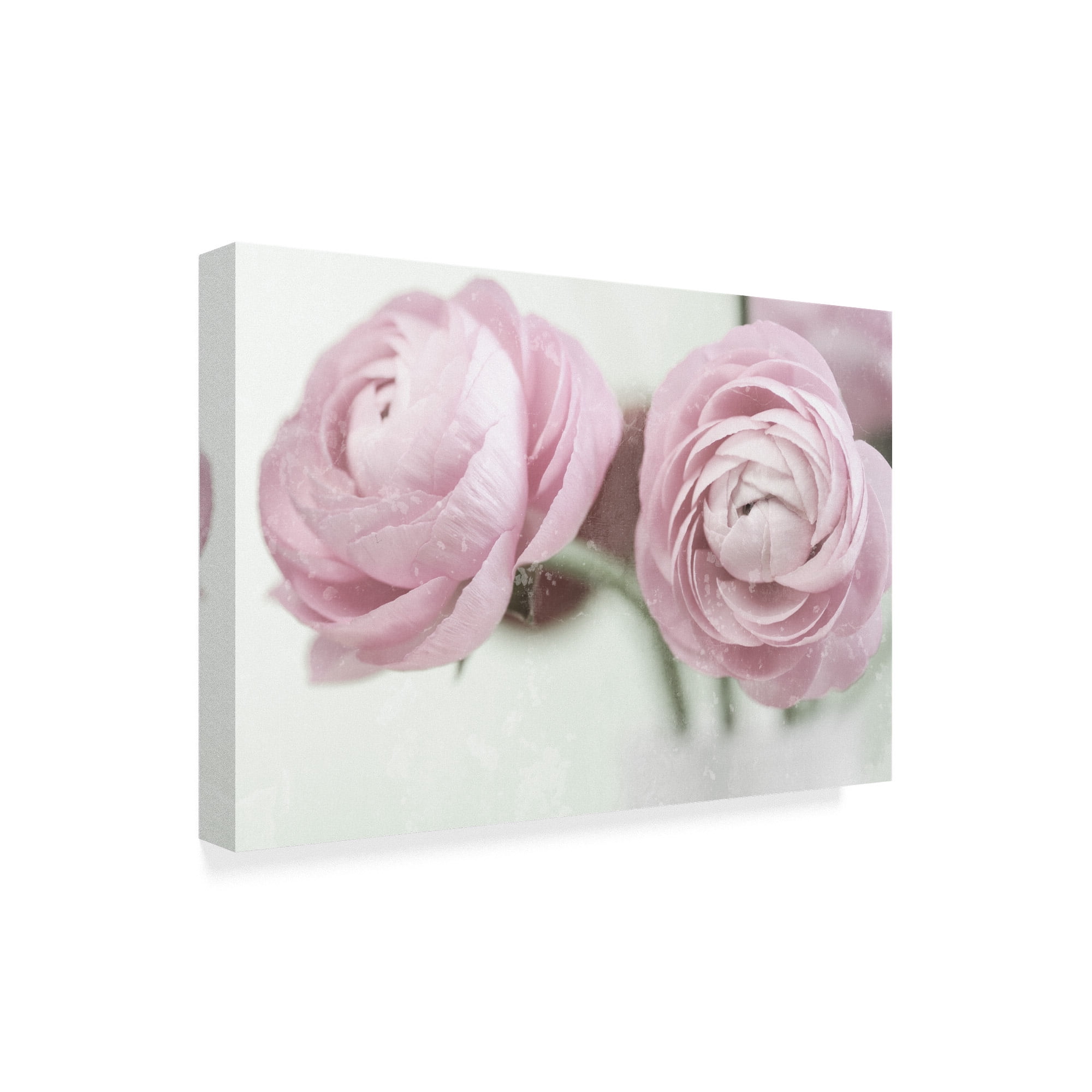 Trademark Fine Art '2 Pink Ranunculus' Canvas Art by Tom Quartermaine