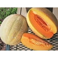 thumbnail image 2 of TomorrowSeeds - Hale's Best Jumbo Cantaloupe Seeds - 100+ Count - For 2026 Planting USA Garden Fruit, 2 of 11