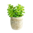 thumbnail image 5 of K-Cliffs Set of 3 Realistic Faux Artificial Succulent Plants in Rustic Cement Pot Planter, 5 of 10