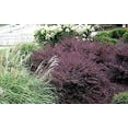 thumbnail image 3 of Loropetalum Carolina Midnight  5 Live Quart Size Plants  Chinensis Rubrum  Colorful Blooming Hedge Shrub Tree, 3 of 8