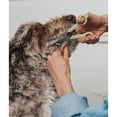 thumbnail image 3 of Dexypaws: Pet Round Tip Shears - Sage Green, Dog & Cat Grooming Tool, Haircuts-Trimming, Rounded Safety Tips, Steel Blades, Animal Care & Maintenance, 3 of 8