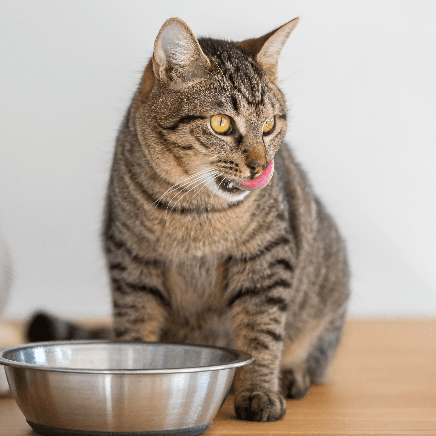 Purina Pro Plan Complete Essentials Cat Food - 8 Can Sampler (2) Each: Turkey Veg, Sole Veg, Turkey Rice, Tuna (3 Ounces) | MerlinsMart Zine + Catnip Toy