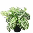 thumbnail image 1 of Pequeña simulación de plantas verdes, maceta para decoración de ventanas del hogar, adornos, maceta, simulación de flores, plantas suculentas, flores falsas (hojas manchadas (blanco)) JM JM, 1 of 3