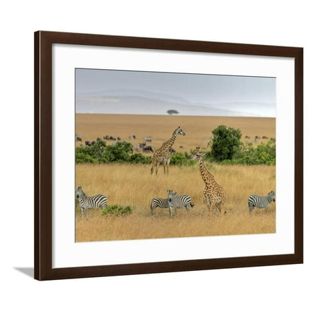 Masai Giraffes Giraffa Camelopardalis Tippelskirchi and 
