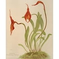 thumbnail image 2 of Harriet Stewart Miner 12x14 Black Ornate Wood Framed Double Matted Museum Art Print Titled: Masdevallia Veitchii (1885), 2 of 5