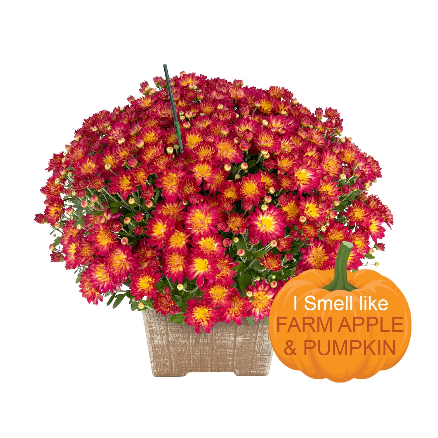 Better Homes & Gardens 1G Summer Sunset Mum with Farm Apple & Pumpkin Scented Stick