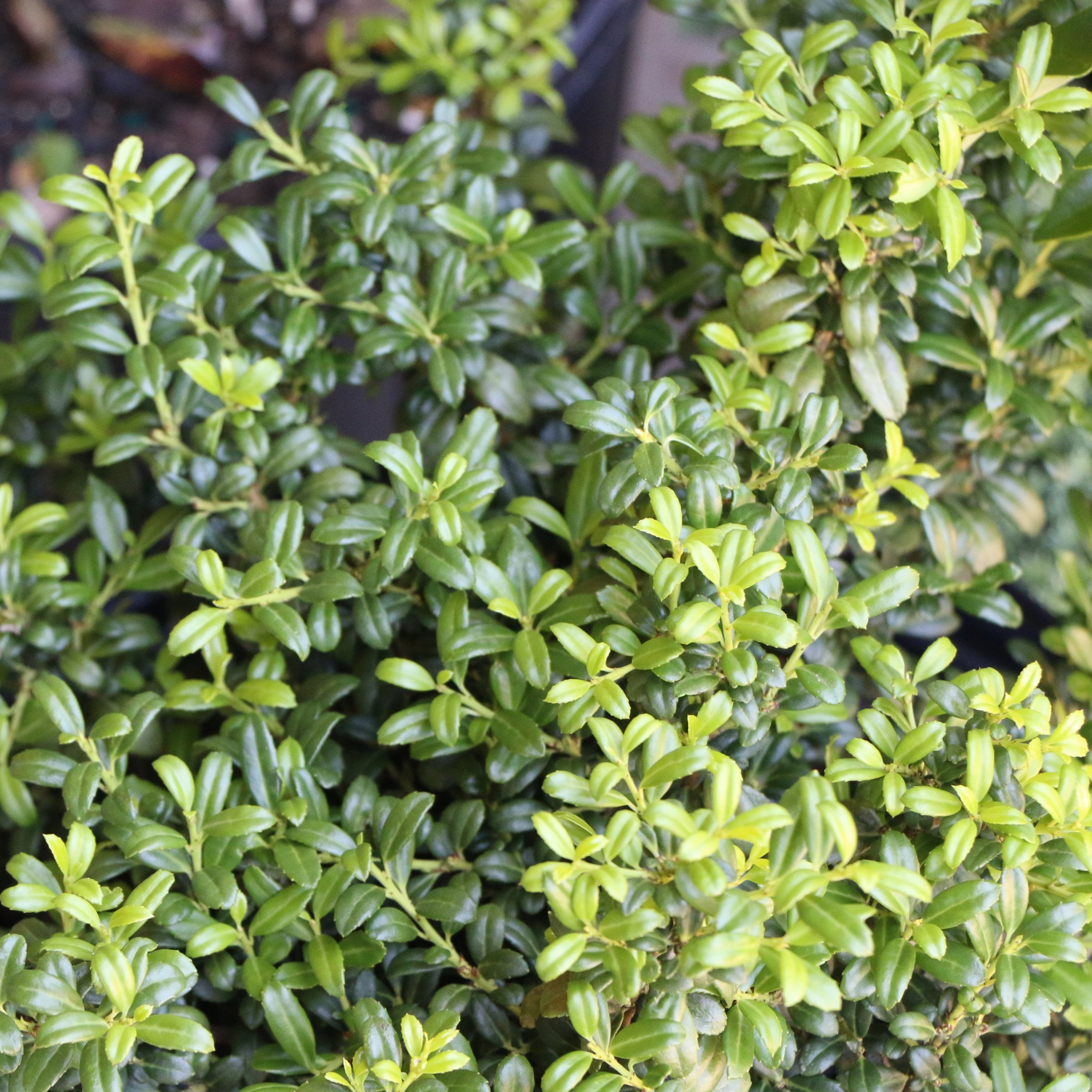 National Plant Network 1 gal Holly 'Soft Touch' Live Shrub with Full Sunlight
