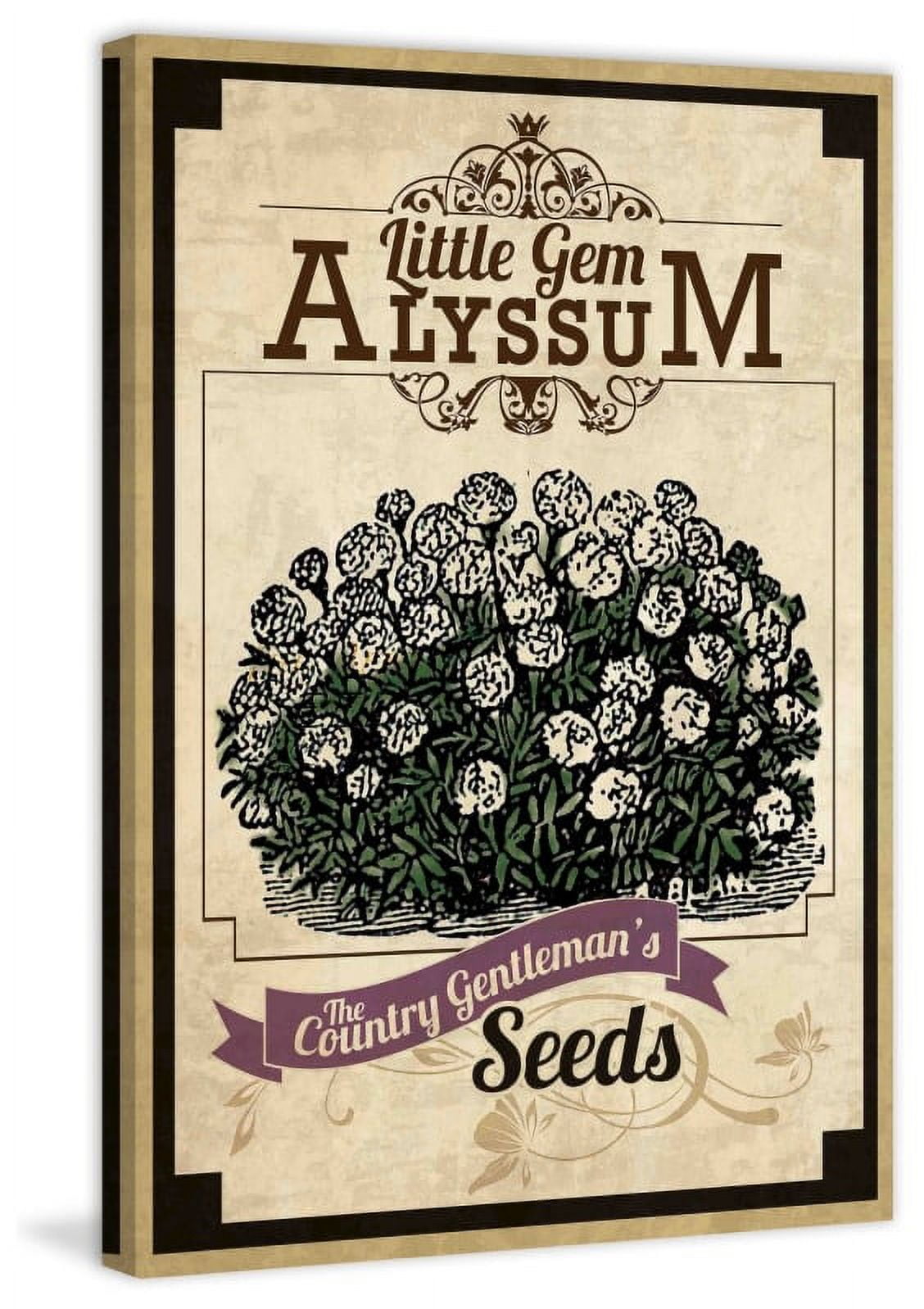 Marmont Hill "Flower Packet Alyssum" Painting Print on Canvas