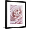 thumbnail image 1 of Pink Rose, Botanical Framed Art Print Wall Art by Cora Niele Sold by Art.Com, 1 of 5