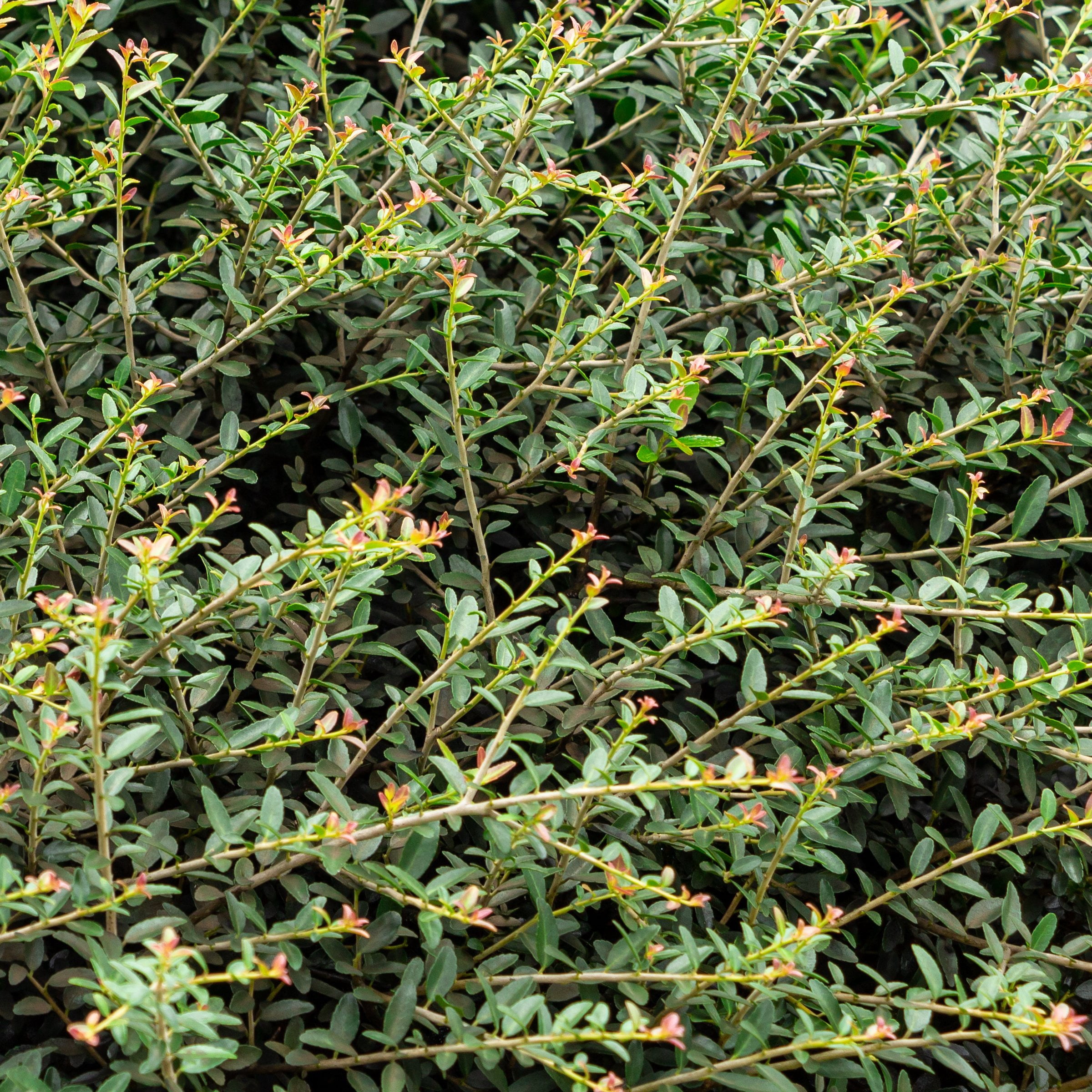 National Plant Network 4 in. Dwarf Yaupon (32-Pack)