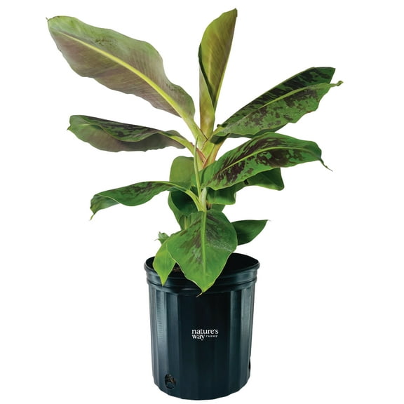 Nature’s Way Farms Banana Cavendish Tropical Outdoor Live Plant (25-30in Tall) in Grower Pot