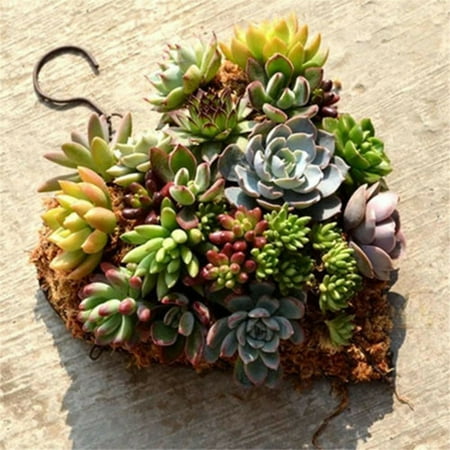 Heart Shape Wire - Grtsunsea Succulent Plant Holder Heart Shape Succulent Hanging Frame Wreath Frame Metal Planter Holder Iron Wire Hanging Flower Pot Romantic Home Garden Art Decoration 8.2''/10.6''
