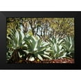 thumbnail image 2 of Berzel, Erin 24x17 Black Modern Framed Museum Art Print Titled - Agave II, 2 of 5