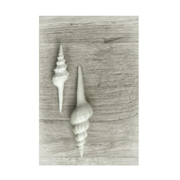Trademark Fine Art Cora Niele Two White Shells Canvas Wall Art - 30x47