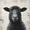 Black Sheep Portrait Farmhouse, variant on UXIEQU Cheetah with Scarf Canvas Wall Art 15.75x11.81 Inches