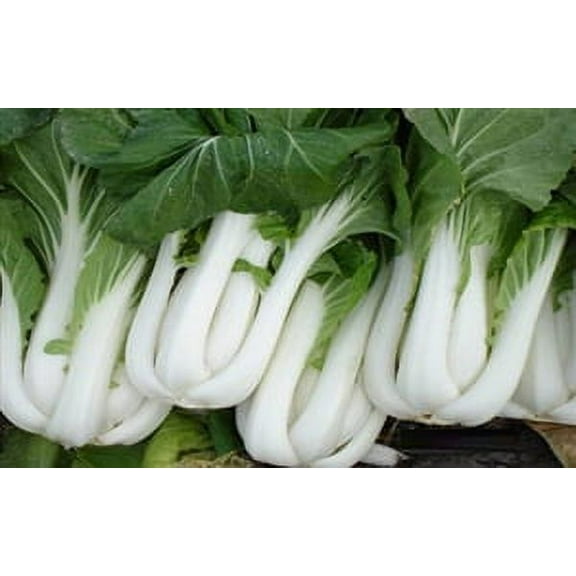 Cabbage Pak Choy Seed Heirloom - 1 Packet