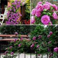 thumbnail image 2 of Evago 100 Pcs/set Climbing Rose Seeds Perennial Fragrant Home Garden Plant Multiflora Flower Seed, 2 of 4