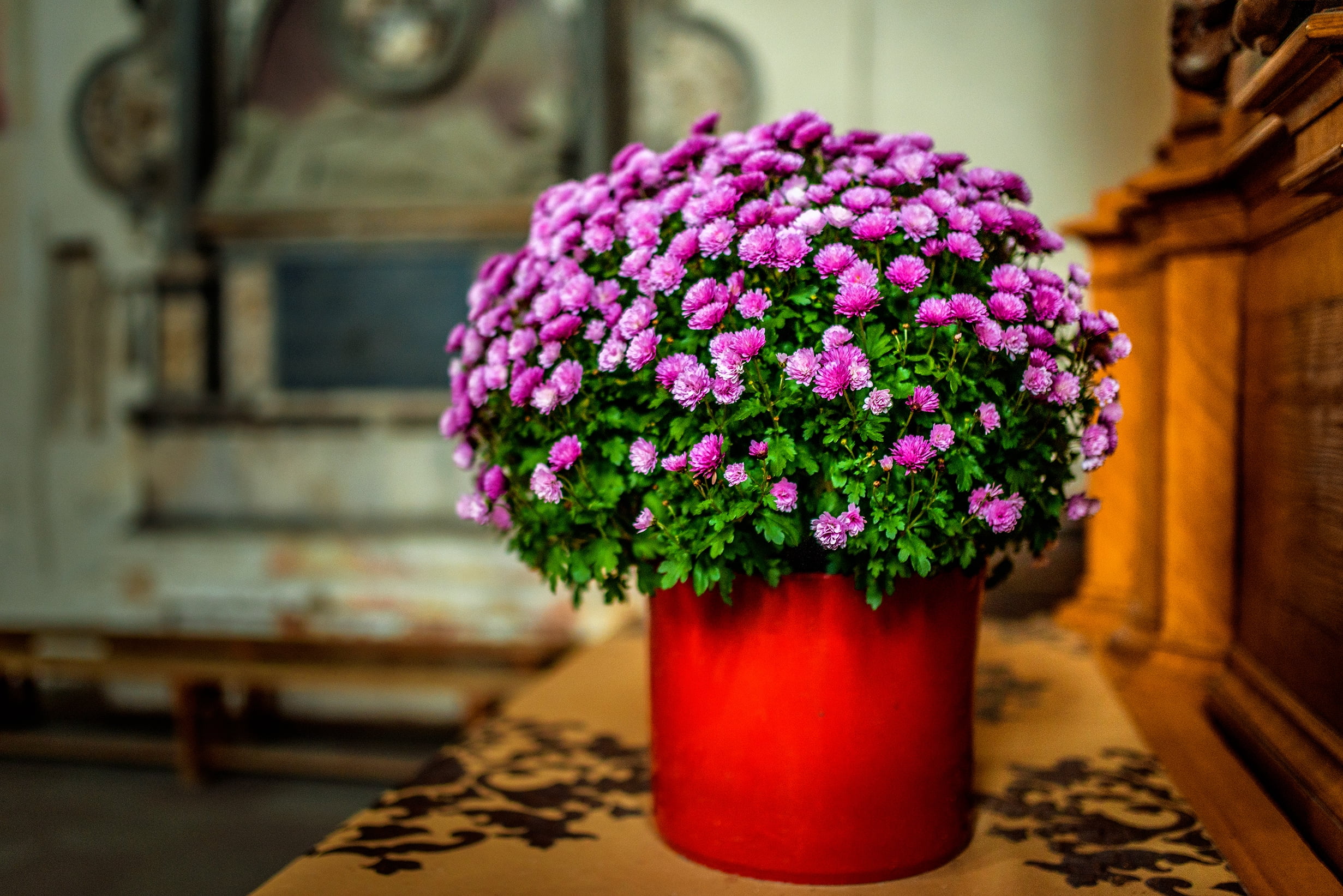 Expert Gardener Pink Mum Live Plant in 3.0QT Grower Pot