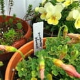 thumbnail image 3 of 100pcs Plant  Tag Garden Label Plastic Hanging  Tagging Nursery Pot Marker, 3 of 9