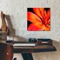 thumbnail image 5 of Epic Art 'Orange Flower on Black 02' by Tom Quartermaine, Acrylic Glass Wall Art, 12"x12", 5 of 8