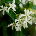 thumbnail image 2 of Brighter Blooms - Star Jasmine, 3 gal - No Shipping to AK, AZ, HI, OR, 2 of 7