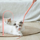 thumbnail image 2 of 2pz Juguete Interactivo Para Gatos Cola De Rata De Silicona Lab.G, Rosa, 2 of 5