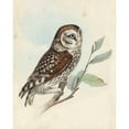 thumbnail image 2 of Meyer, H.L. 15x18 Gold Ornate Wood Framed with Double Matting Museum Art Print Titled - Meyer Little Owl, 2 of 4